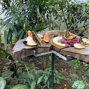 Bristol Zoo Butterfly Forest