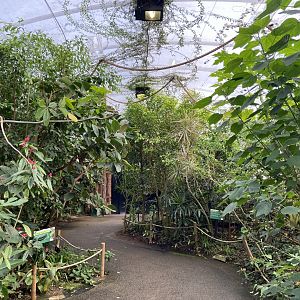 Bristol Zoo Butterfly Forest