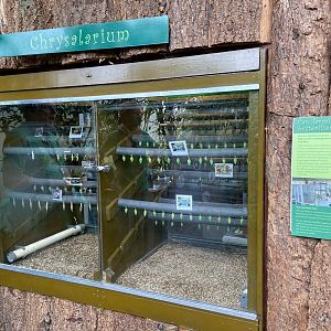 Bristol Zoo Butterfly Forest