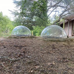 Bristol Zoo Meerkat Lookout
