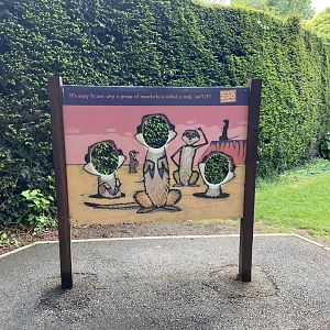 Bristol Zoo Meerkat Lookout