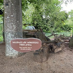 Bristol Zoo Meerkat Lookout