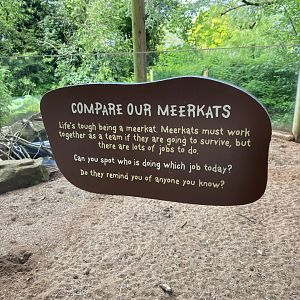 Bristol Zoo Meerkat Lookout