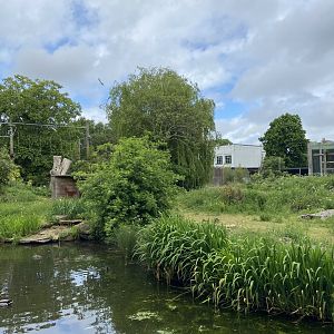 Bristol Zoo Gorilla Island