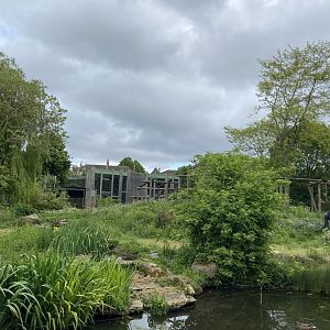 Bristol Zoo Gorilla Island