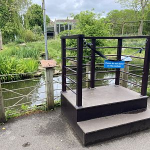 Bristol Zoo Gorilla Island