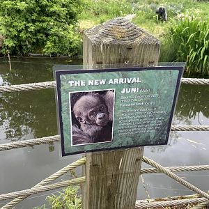 Bristol Zoo Gorilla Island