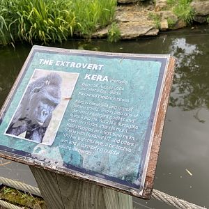 Bristol Zoo Gorilla Island