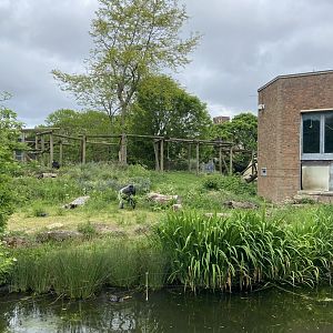 Bristol Zoo Gorilla Island