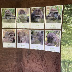 Bristol Zoo Gorilla Island