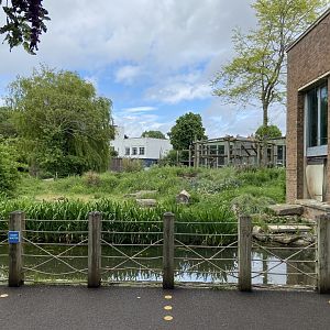 Bristol Zoo Gorilla Island