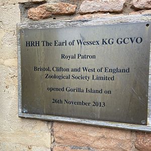 Bristol Zoo Gorilla Island