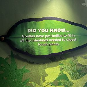 Bristol Zoo Gorilla Island