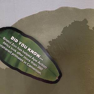 Bristol Zoo Gorilla Island