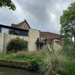 Bristol Zoo Gorilla Island