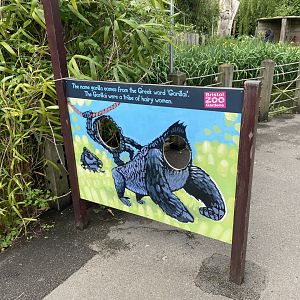 Bristol Zoo Gorilla Island