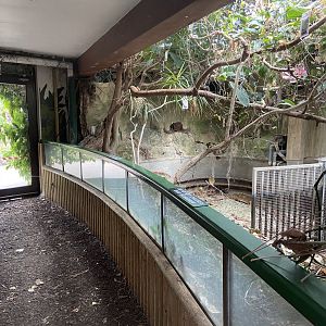 Bristol Zoo Pygmy Hippo