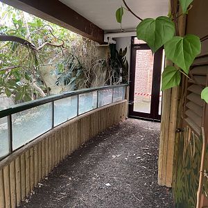 Bristol Zoo Pygmy Hippo