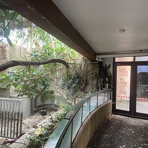 Bristol Zoo Pygmy Hippo