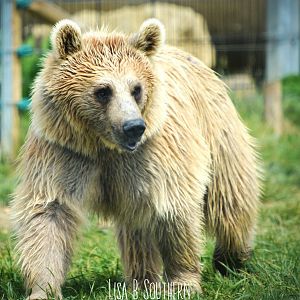 male Syrian brown bear