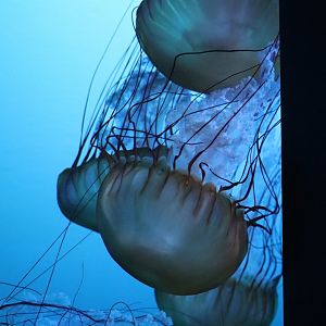 Aquarium du Québec - Pacific Sea Nettle