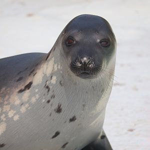 Aquarium du Québec - Harp Seal