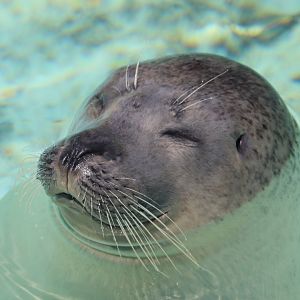 Aquarium du Québec - Harbor Seal