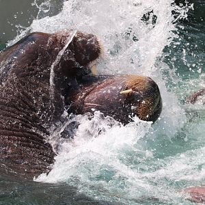 Aquarium du Québec - Walrus