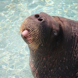 Aquarium du Québec - Walrus