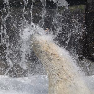 Aquarium du Québec - Polar Bear