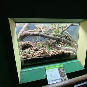 Reptile House - Central American Bushmaster exhibit 180322