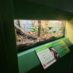 Reptile House - Pueblan milksnake exhibit 180322