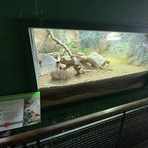 Reptile House - Greek spur-thighed tortoise exhibit 180322