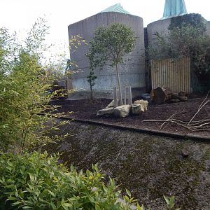 Red river hog enclosure 180322