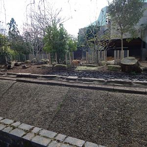 Red river hog enclosure 180322