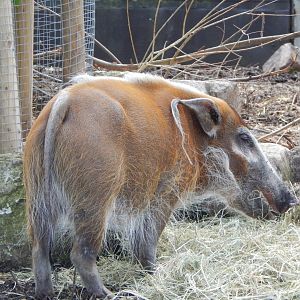 Red river hog 180322