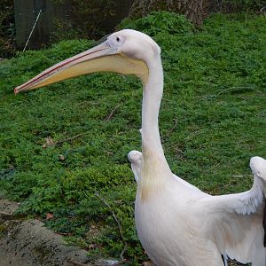 Great white pelican 180322