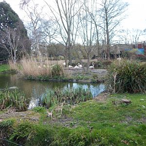 Greater flamingo exhibit 180322