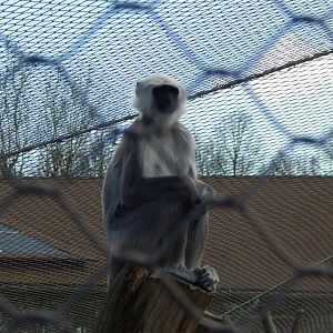 Land of the Lions - Grey langur 180322