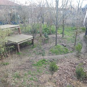Land of the Lions - Asiatic lion exhibit 180322