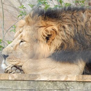 Land of the Lions - Asiatic lion 180322