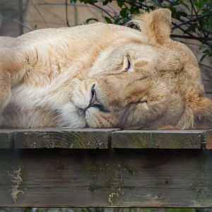 Land of the Lions - Asiatic lioness 180322