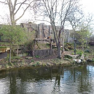 Land of the Lions - Asiatic lion exhibit 180322