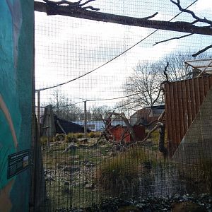 Land of the Lions - Rueppell's griffon vulture and Black kite exhibit 180322