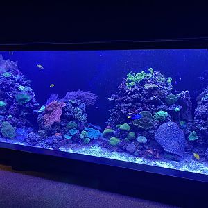 Tiny Giants - Coral reef exhibit 180322