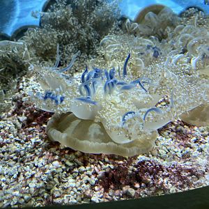 Tiny Giants - Upside down jellyfish 180322