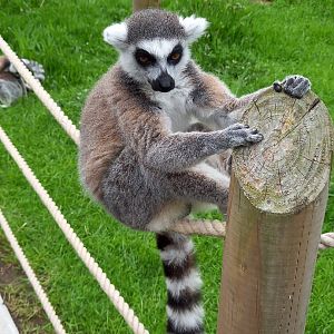 Ring-tailed Lemur