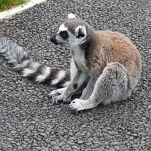 Ring-tailed Lemur