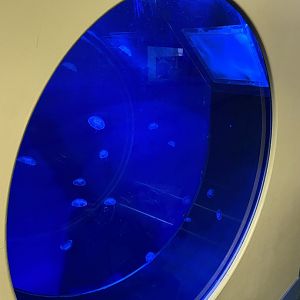 Tiny Giants - Moon jellyfish exhibit 180322