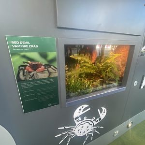 Tiny Giants - Vampire crab exhibit 180322